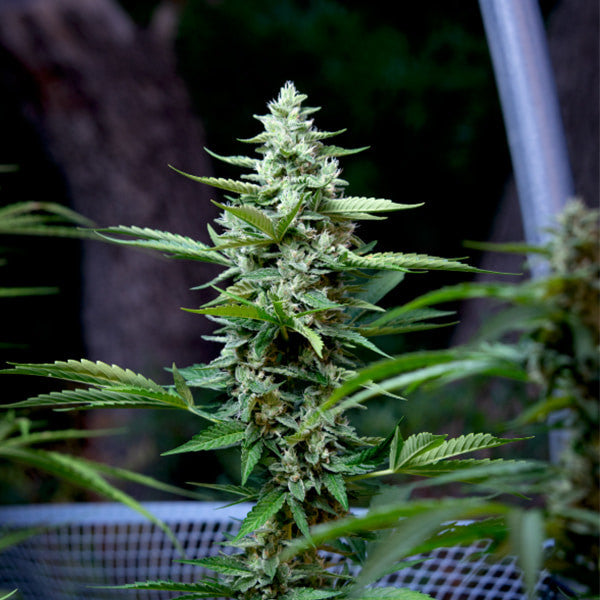 ROYAL QUEEN SEEDS - STRESS KILLER AUTO CBD