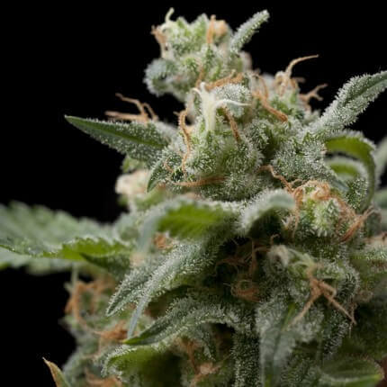 PYRAMID SEEDS - SUPER HASH FEM