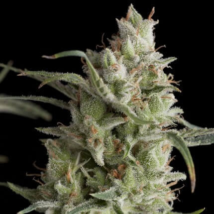 PYRAMID SEEDS - SUPER OG KUSH FEM