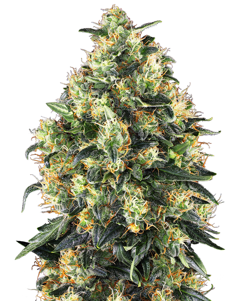 SENSI SEEDS - SUPER SKUNK AUTOMATICA