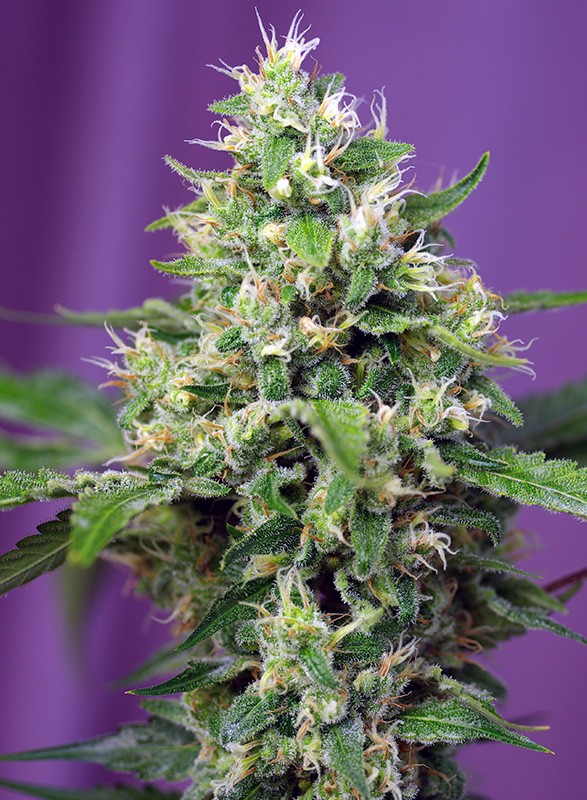 SWEET SEEDS - SWEET AMNESIA HAZE XL AUTO