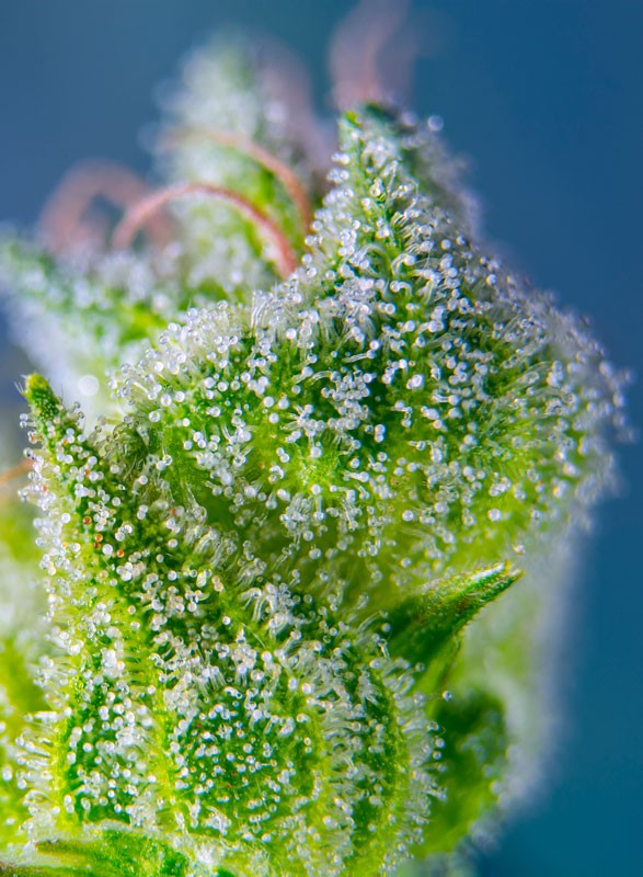 SWEET SEEDS - SWEET AMNESIA HAZE XL AUTO