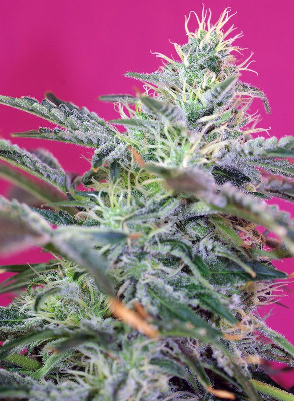 SWEET SEEDS - SWEET CHEESE AUTO