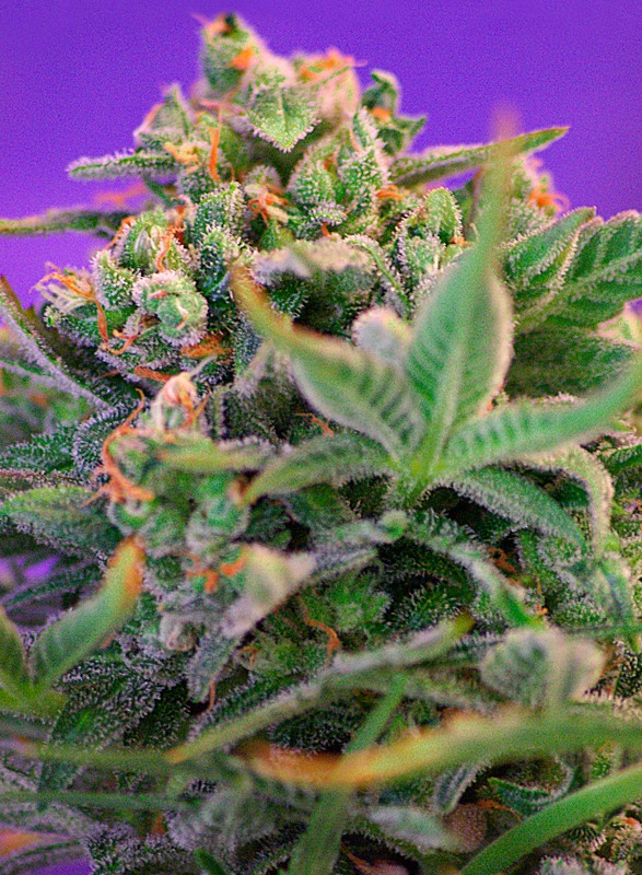 SWEET SEEDS - SWEET CHEESE F1 FAST VERSION