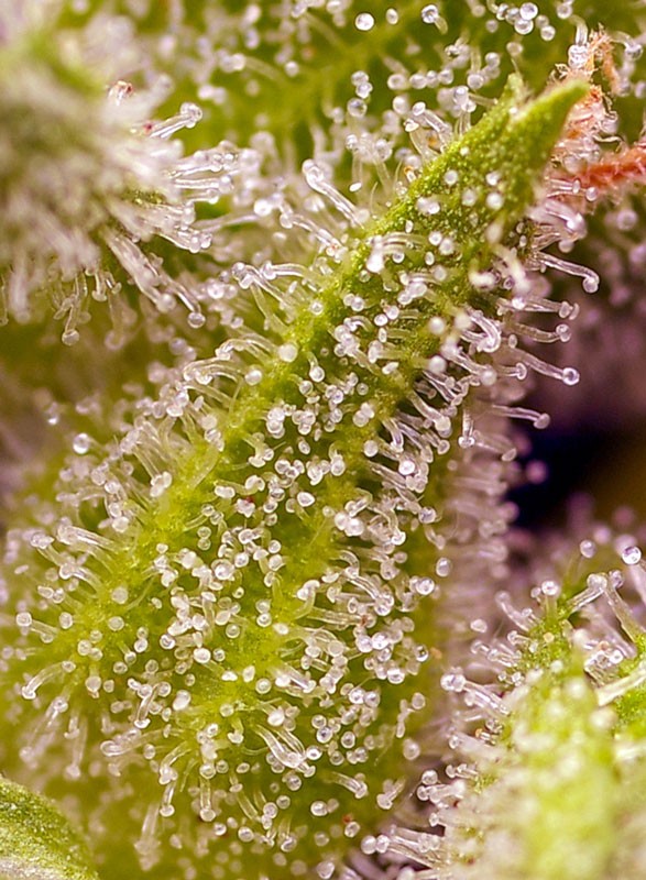 SWEET SEEDS - SWEET CHERRY PIE FEM