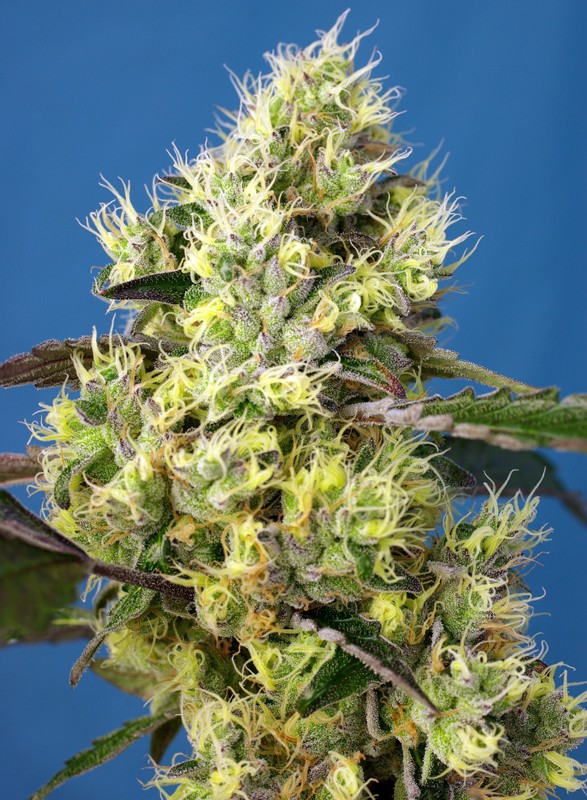 SWEET SEEDS - SWEET GELATO AUTO