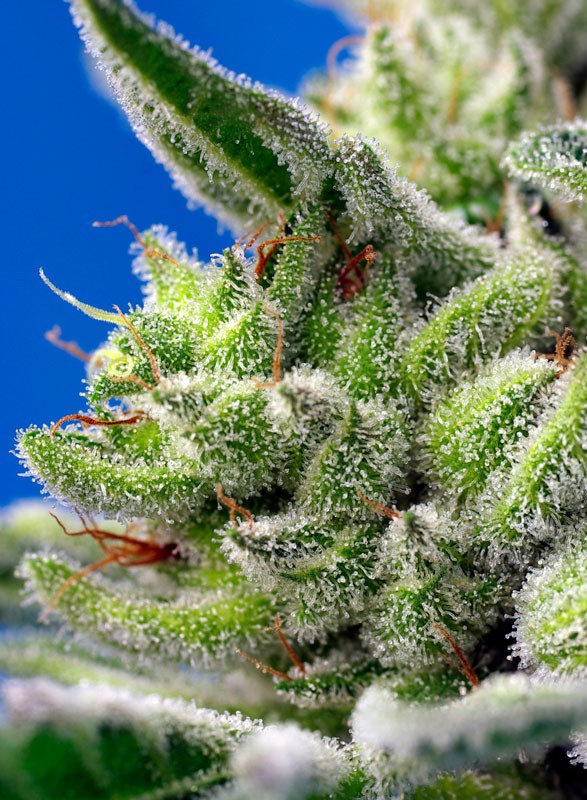 SWEET SEEDS - SWEET GELATO AUTO