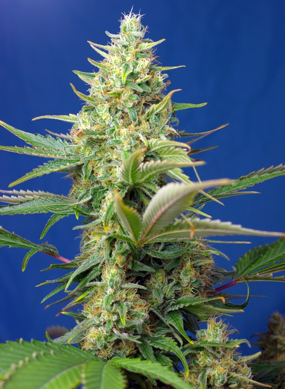 SWEET SEEDS - SWEET PURE AUTO CBD