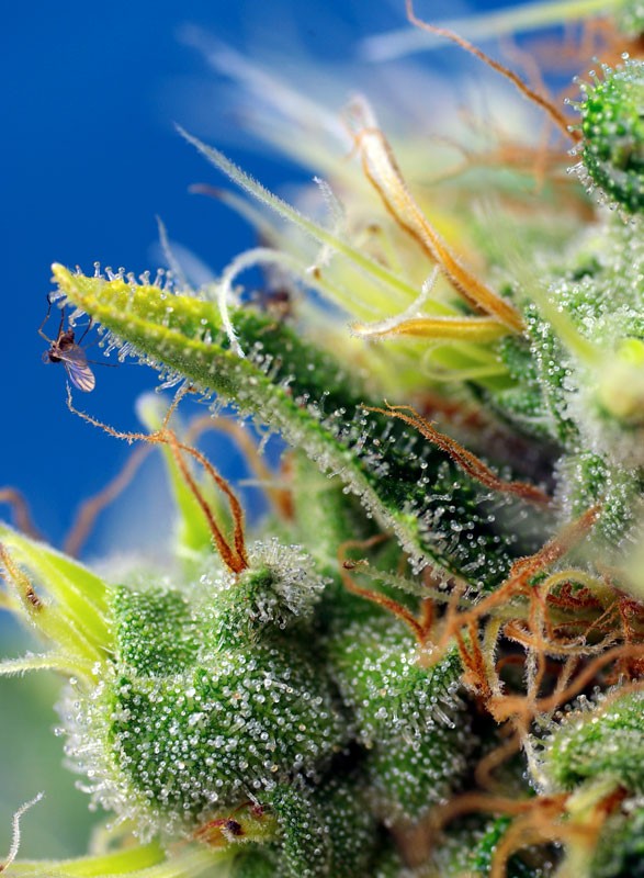 SWEET SEEDS - SWEET PURE AUTO CBD