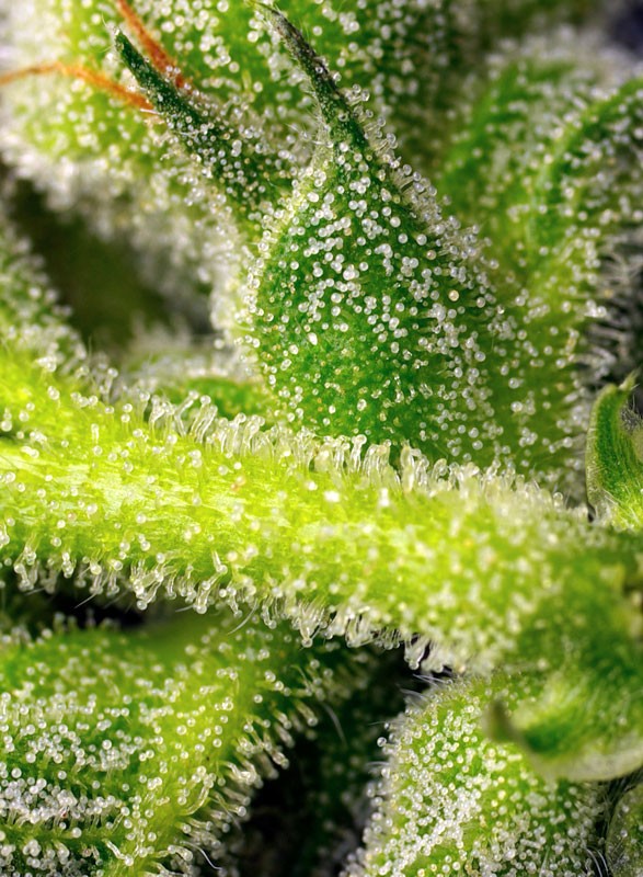 SWEET SEEDS - SWEET PURE AUTO CBD