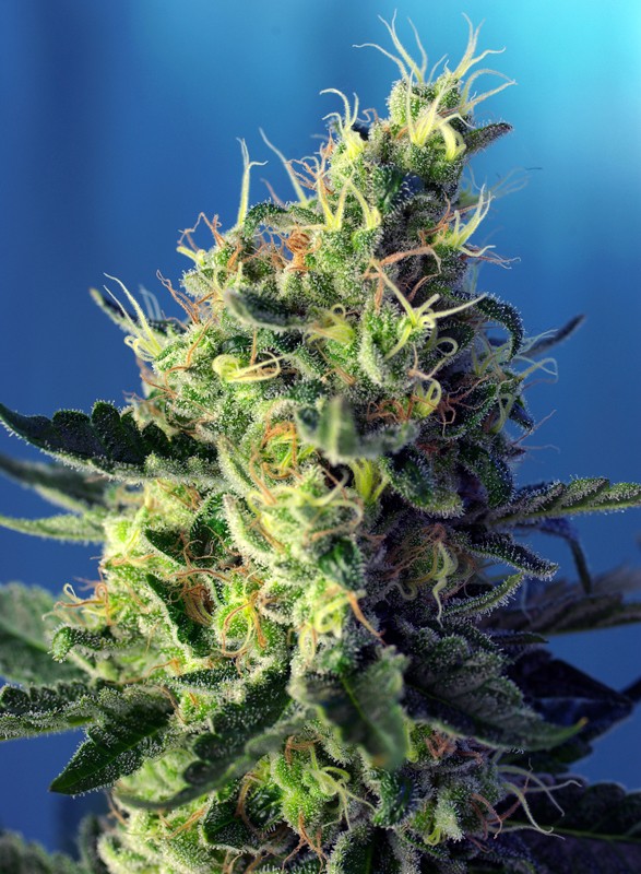 SWEET SEEDS - SWEET PURE CBD