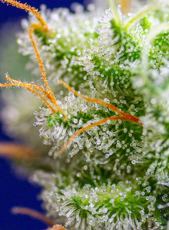 SWEET SEEDS - SWEET ZENZATION