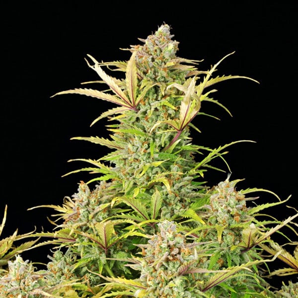ROYAL QUEEN SEEDS - SWEET ZZ AUTO