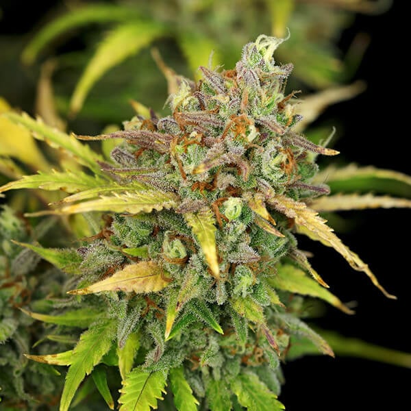 ROYAL QUEEN SEEDS - SWEET ZZ AUTO