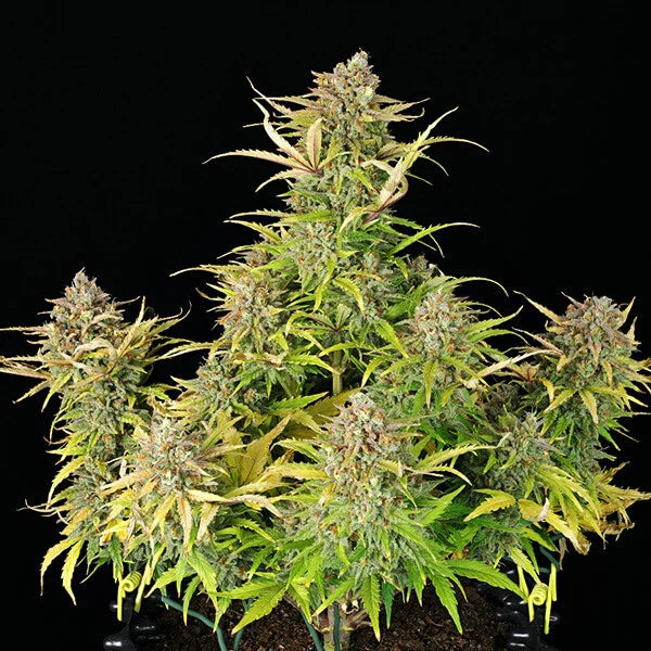 ROYAL QUEEN SEEDS - SWEET ZZ AUTO