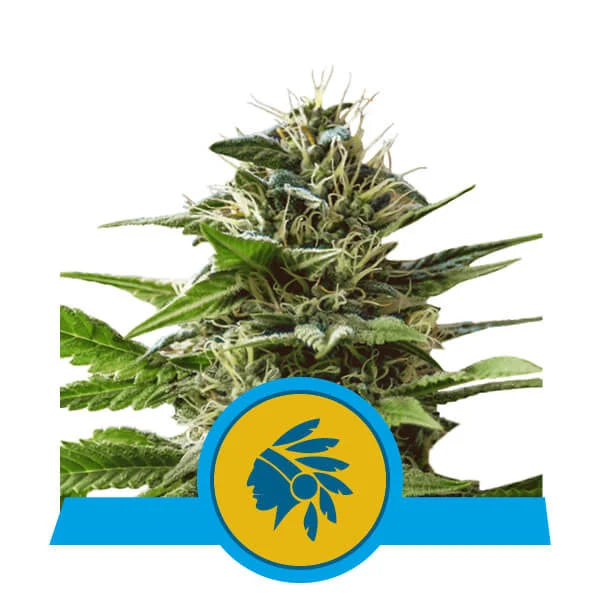 ROYAL QUEEN SEEDS - TATANKA PURE CBD