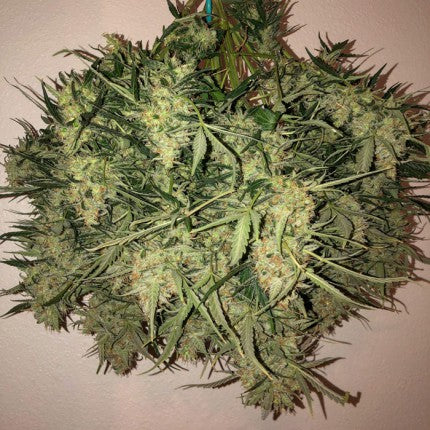 DUTCH PASSION - THINK BIG AUTO