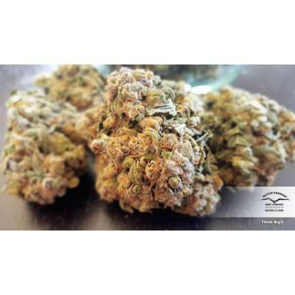 DUTCH PASSION - THINK BIG AUTO