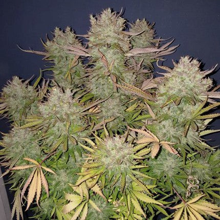 DUTCH PASSION - THINK BIG AUTO