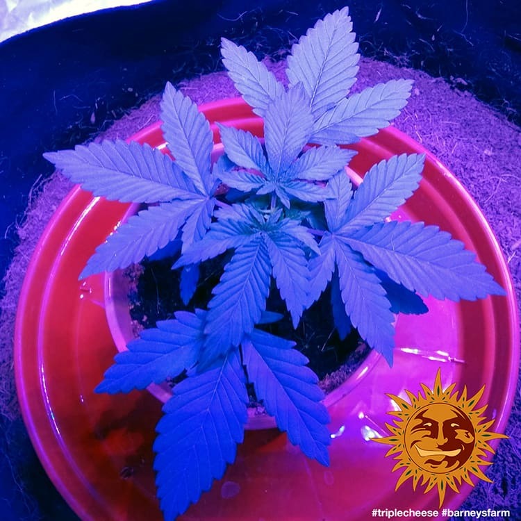 BARNEY'S FARM - TRIPLE CHEESE FEMMINIZZATA