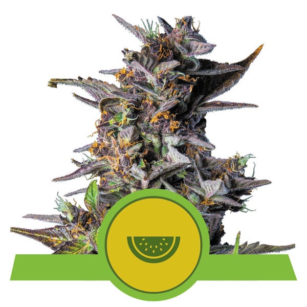 ROYAL QUEEN SEEDS - WATERMELON AUTO