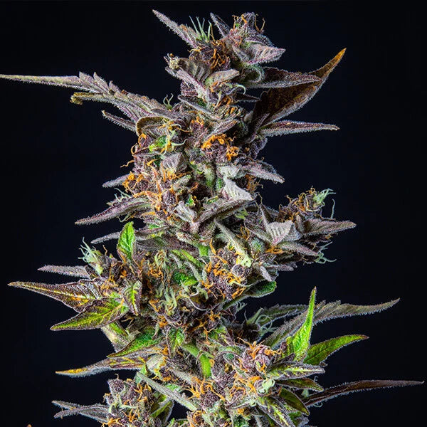 ROYAL QUEEN SEEDS - WATERMELON AUTO