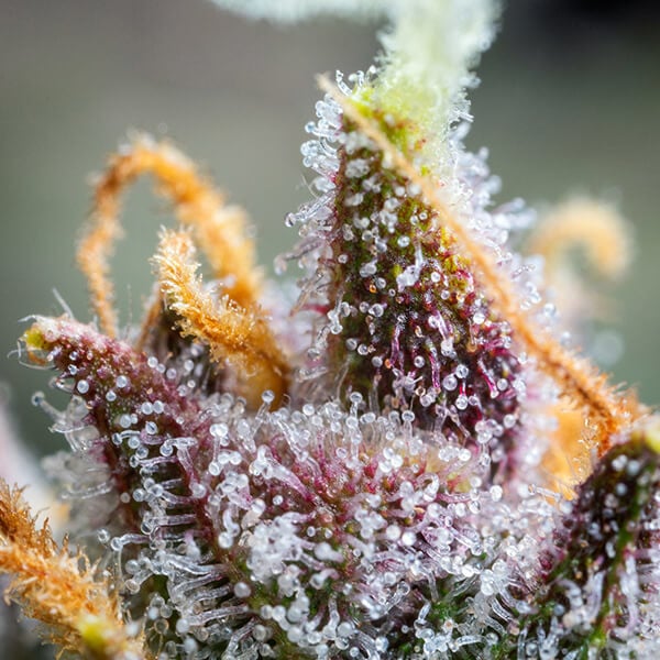 ROYAL QUEEN SEEDS - WATERMELON AUTO