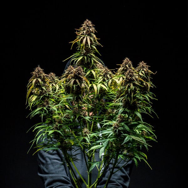 ROYAL QUEEN SEEDS - WATERMELON AUTO