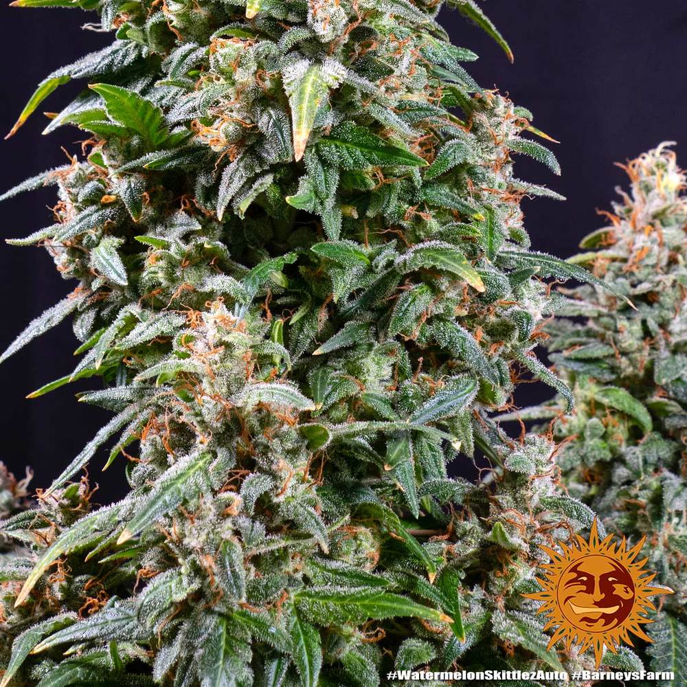 BARNEY'S FARM - WATERMELON ZKITTLEZ AUTO