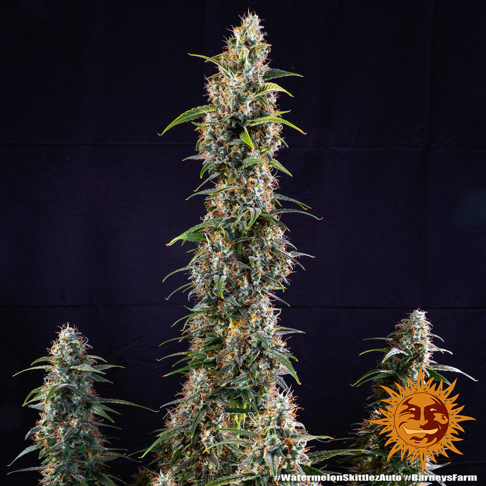 BARNEY'S FARM - WATERMELON ZKITTLEZ AUTO