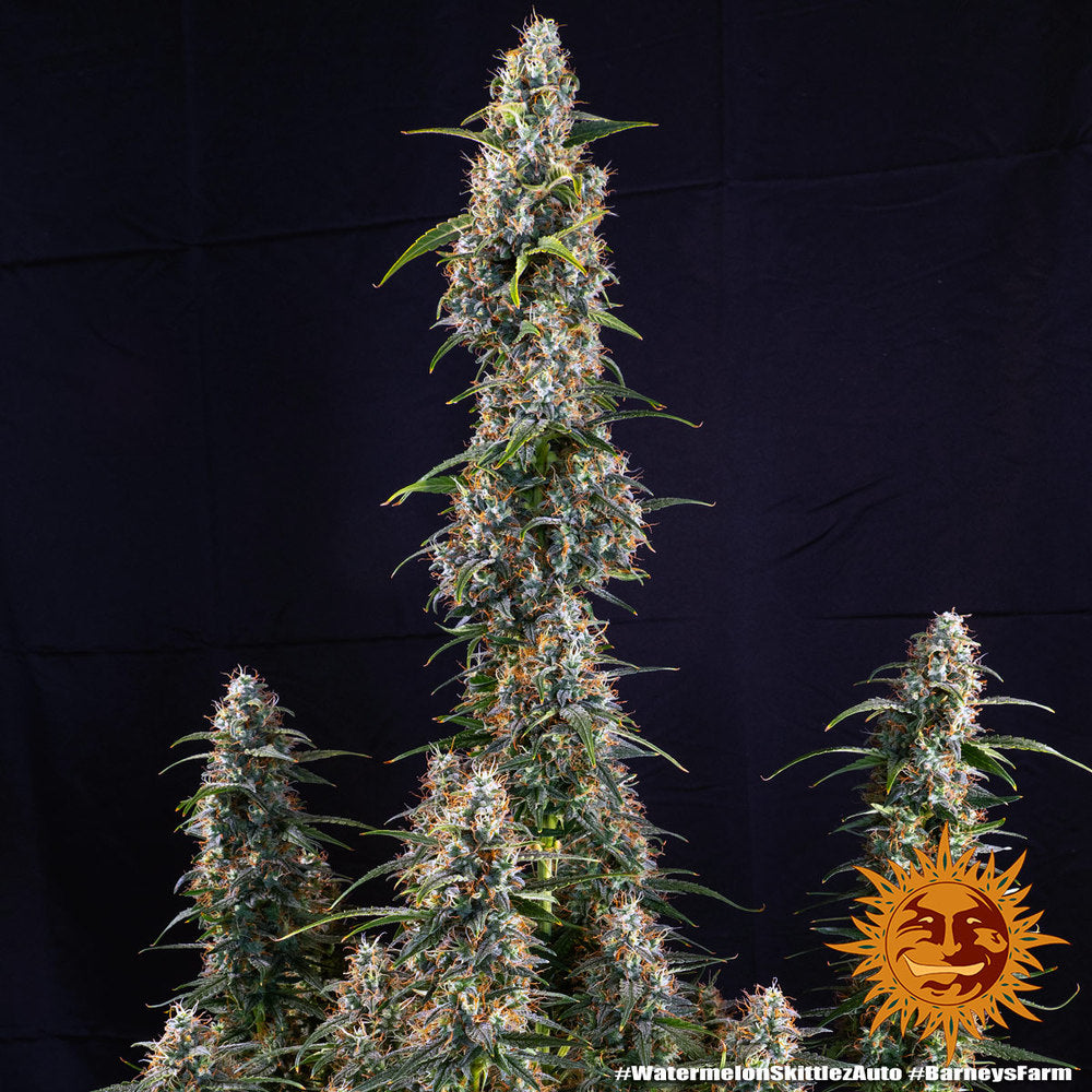 BARNEY'S FARM - WATERMELON ZKITTLEZ AUTO