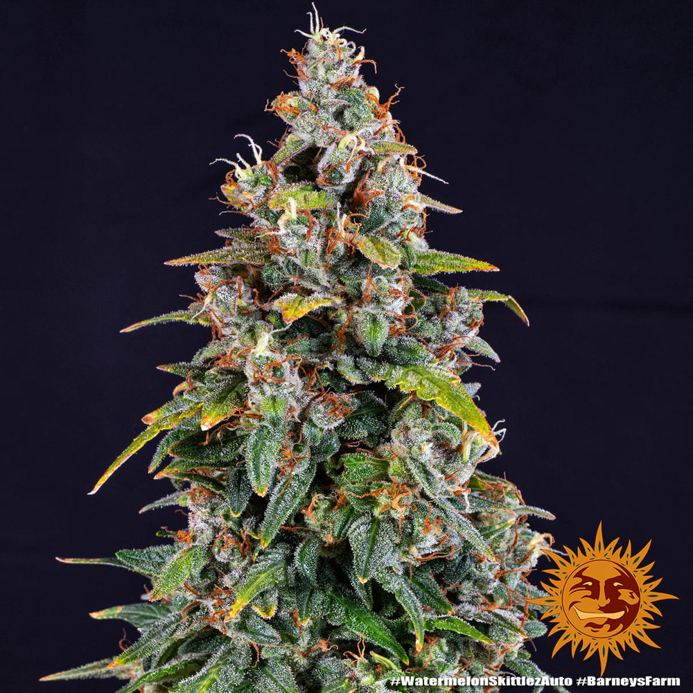 BARNEY'S FARM - WATERMELON ZKITTLEZ AUTO
