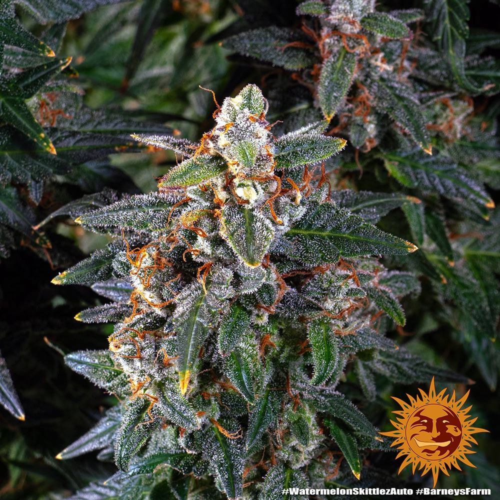 BARNEY'S FARM - WATERMELON ZKITTLEZ AUTO
