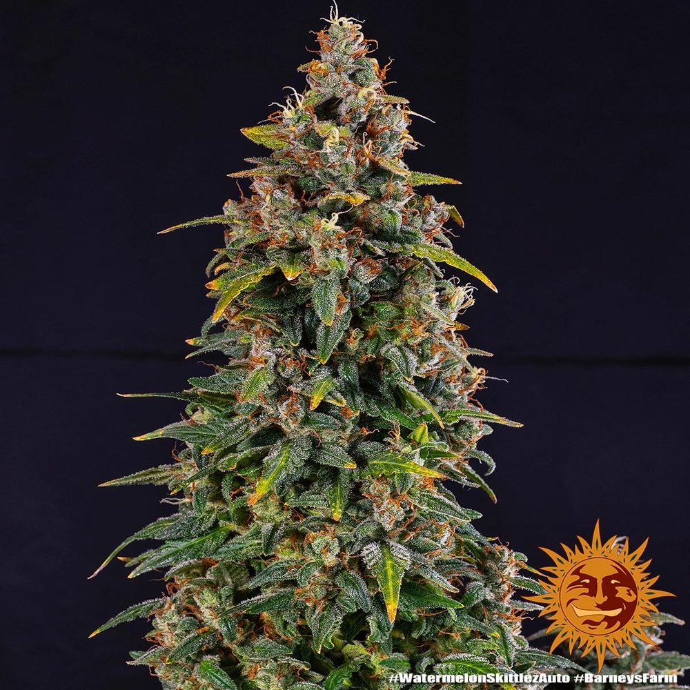 BARNEY'S FARM - WEDDING CAKE AUTO