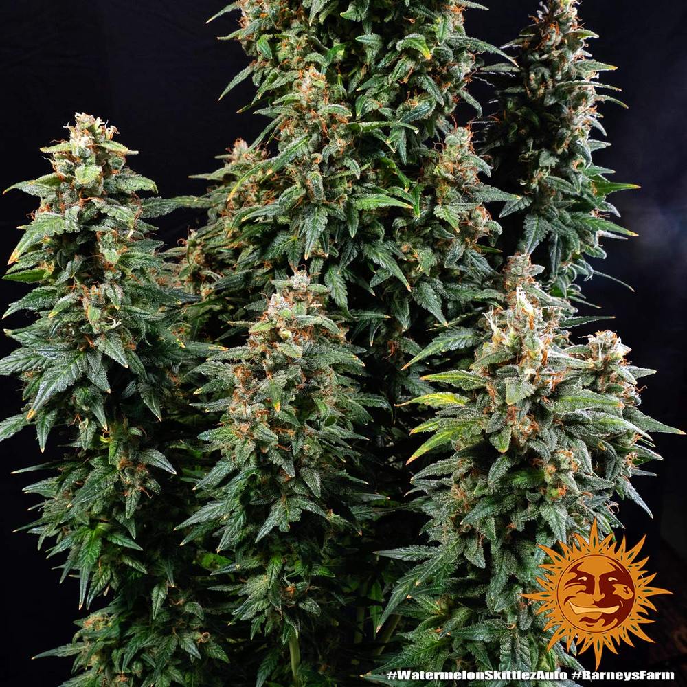 BARNEY'S FARM - WATERMELON ZKITTLEZ AUTO