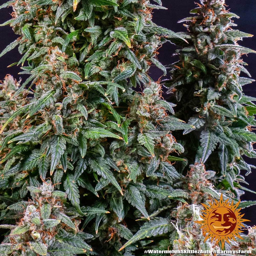 BARNEY'S FARM - WATERMELON ZKITTLEZ AUTO