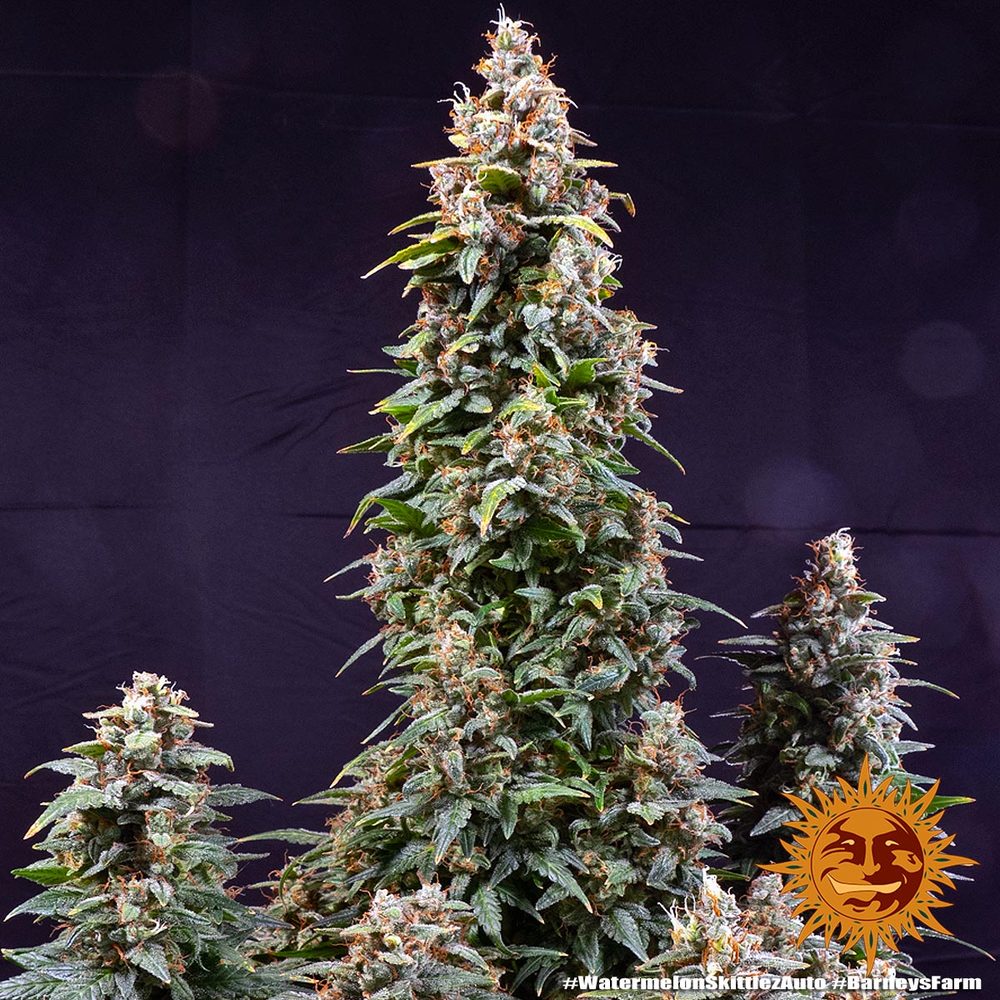 BARNEY'S FARM - WATERMELON ZKITTLEZ AUTO