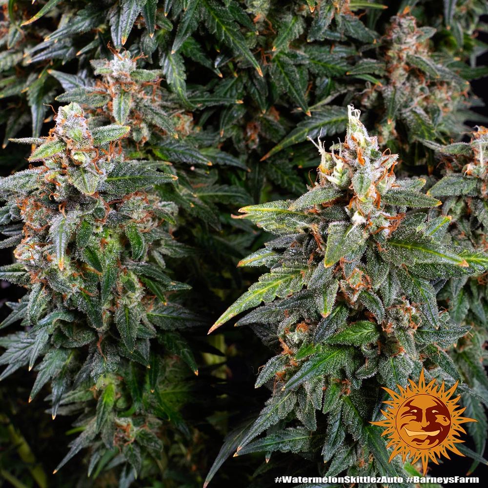 BARNEY'S FARM - WATERMELON ZKITTLEZ AUTO