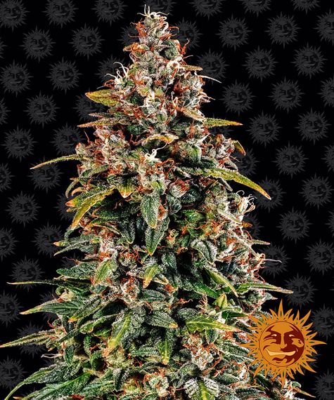 BARNEY'S FARM - WEDDING CAKE AUTO