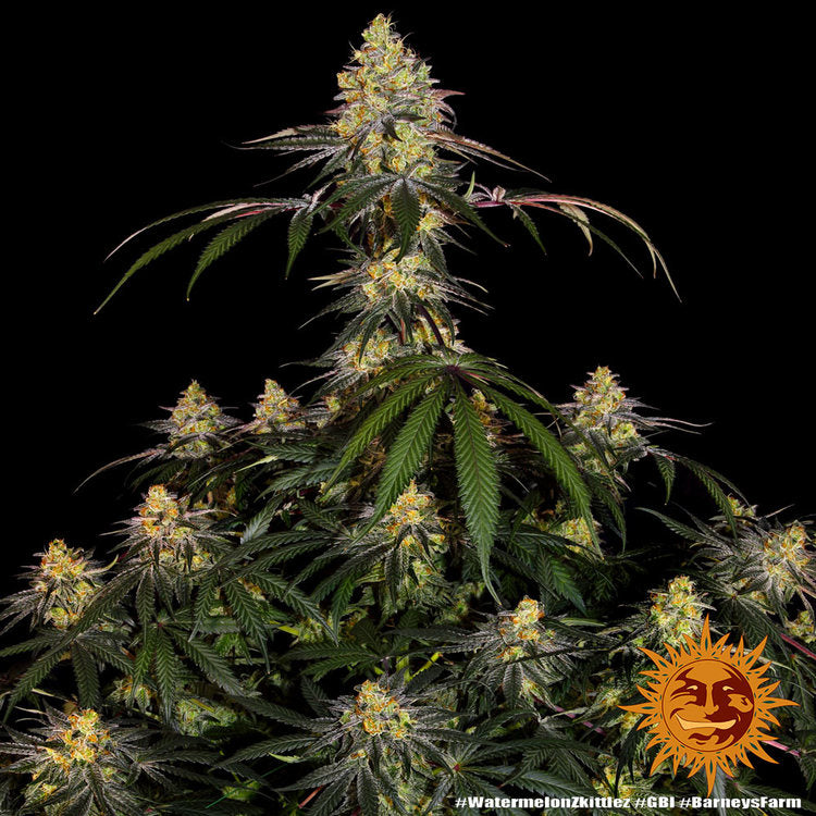 BARNEY'S FARM - WATERMELON ZKITTLEZ FEMM