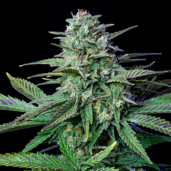 ROYAL QUEEN SEEDS - WEDDING CRASHER FEM