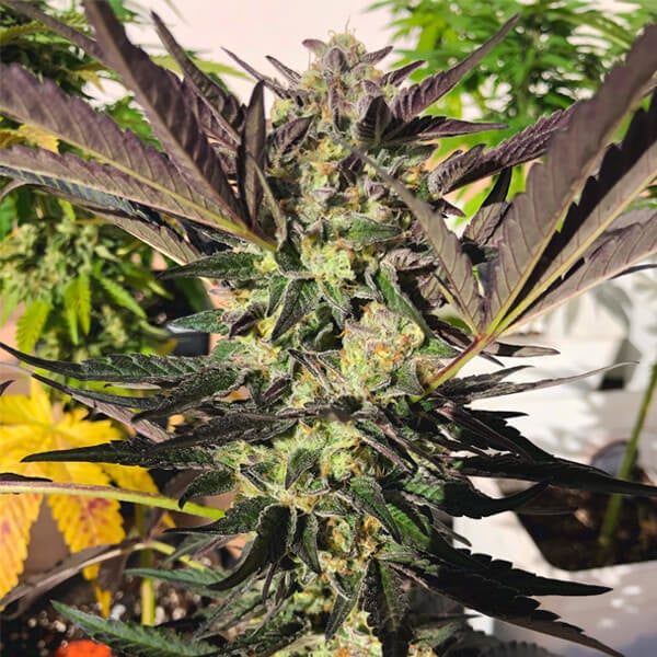 ROYAL QUEEN SEEDS - WEDDING GELATO - USA PREMIUM