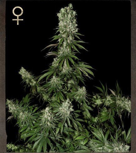STRAIN HUNTERS - WHITE STRAWBERRY SKUNK