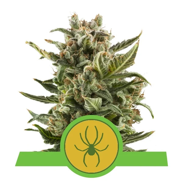 ROYAL QUEEN SEEDS - WHITE WIDOW AUTO