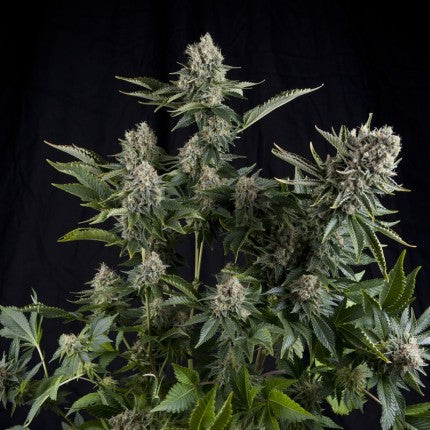 PYRAMID SEEDS - WHITE WIDOW FEM