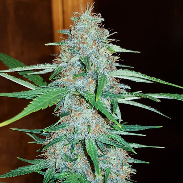ROYAL QUEEN SEEDS - WHITE WIDOW