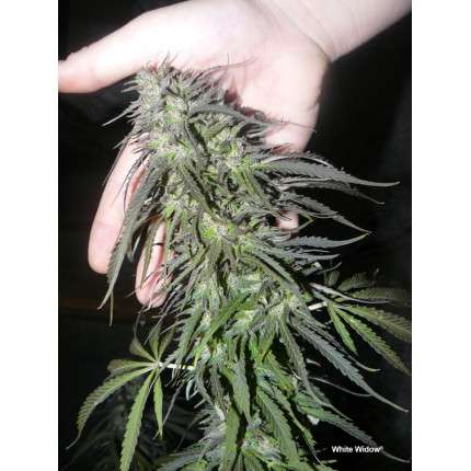 DUTCH PASSION - WHITE WIDOW FEMMINIZZATA