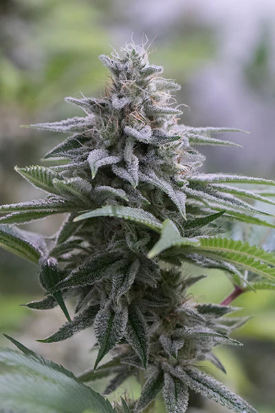 Silent Seeds - ZKITTLEZ 2.0