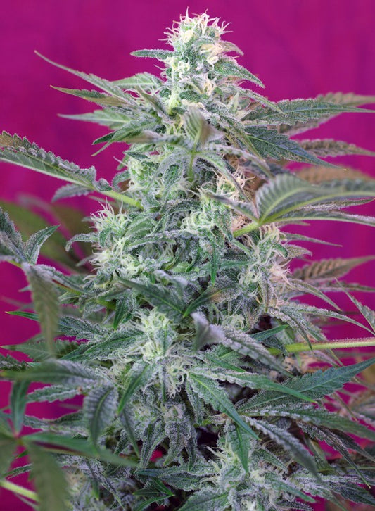 SWEET SEEDS - BIG FOOT FEMMINIZZATA