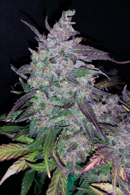 FAST BUDS - FASTBERRY AUTO